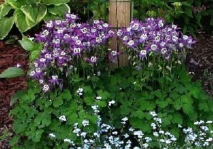 Aquilegia Winky by grrlgeek