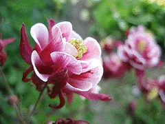 Aquilegia Winky Double Red and White