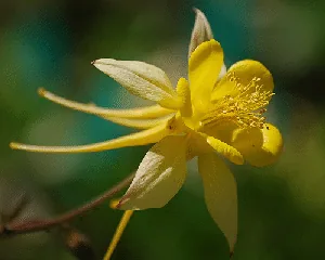 Aquilegia Yellow Queen by Nicton