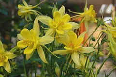 Aquilegia chrysantha Yellow Queen by by Tim Waters