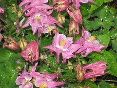 Aquilegia columbine Biedermeier