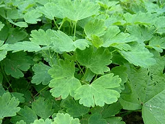 Aquilegia foliage