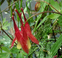 Aquilegia columbine Canadensis 1