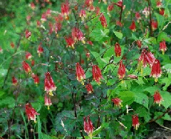 Aquilegia canadensis by wacky badger