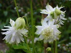 Aquilegia Lime Sorbet