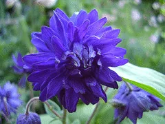Aquilegia vulgaris Blue Barlow