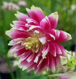 Aquilegia Nora Barlow by Jerry G