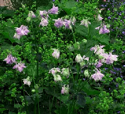 Aquilegia Nora Barlow
