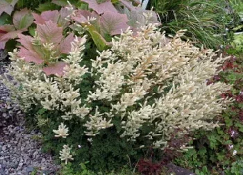 Aruncus aethusifolius Goatsbeard by Garden Cottage Nursery