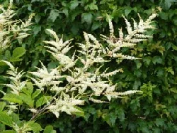 Aruncus diodicus Goats Beard by the ordinary gardener