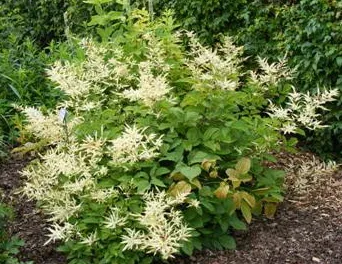 Goatsbeard plant with feathery creamy white flower plumes above green foliage