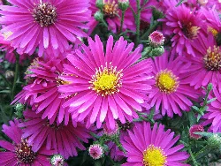 Aster Alert by beautifulcataya