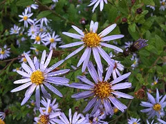 Aster frikartii Monch by Kenny