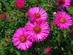New England Aster novae angliae Alma Potschke