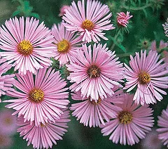 New England Aster novae angliae Harrington s Pink