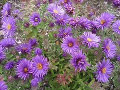 New England Aster novae angliae Purple Dome by Bill Rogers