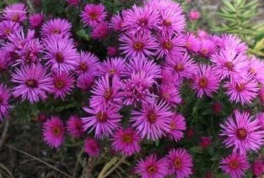 Aster Vibrant Dome