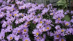 Aster Woods Blue