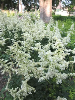 Astilbe Visions in white