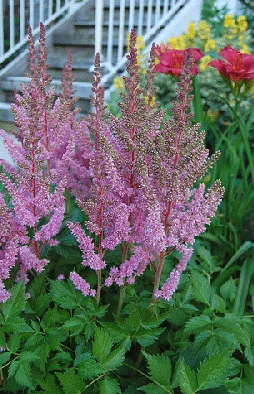 Astilbe visions in pink by Mandy Jansen