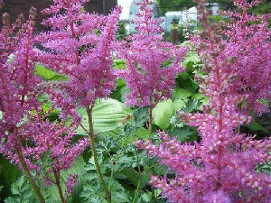 astilbe rise and shine