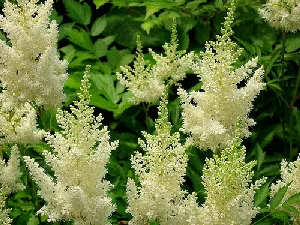 Astilbe Deutschland by Gary