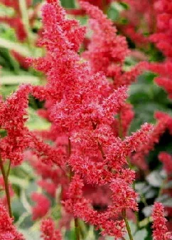 Astilbe x arendsii Fanal blooms by Midwest Gardening