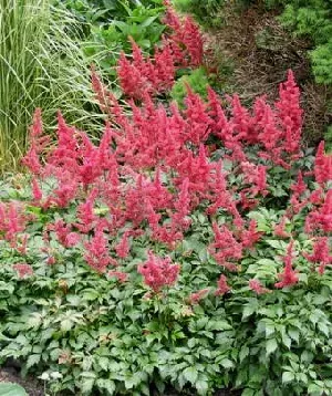 Astilbe x arendsii Fanal by Midwest Gardening