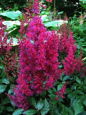 Astilbe japonica Elizabeth van Veen