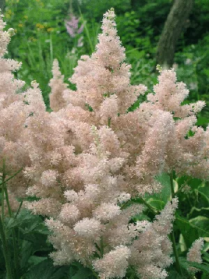 Astilbe arendsii Sister Theresa