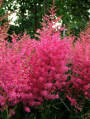 Astilbe arendsii Boogie Woogie