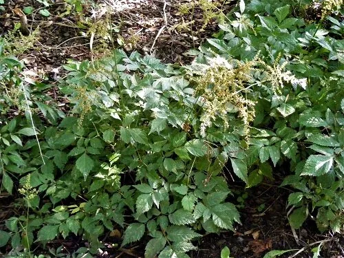 Astilbe arendsii 'Bridal Veil'