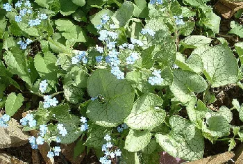 Brunnera Jack Frost by Henry10