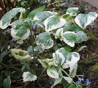 Brunnera macrophylla Variegata by sonya seattle