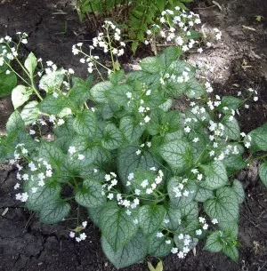 Brunnera Mr