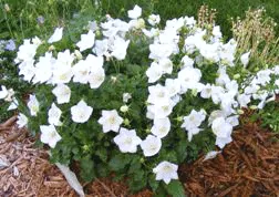 Campanula White Clips by Midwest Gardening