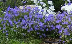 Campanula Blue Clips by Midwest Gardening