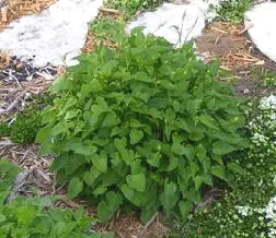 Campanula Clips foliage by Midwest Gardening