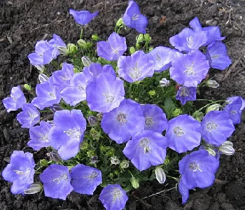 Campanula Pearl Deep Blue by the 1 pony