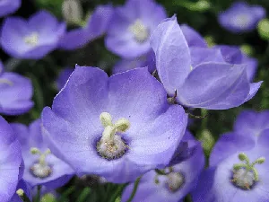 Campanula Samantha by beautiful cataya
