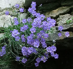 Campanula Samantha by Yael Lew