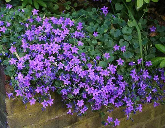 Campanula Birch Hybrid