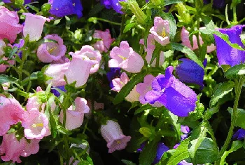Campanula Canterbury Bells by geekygirlnyc