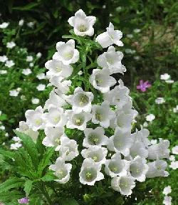 Campanula medium Canterbury Bells by TANAKA