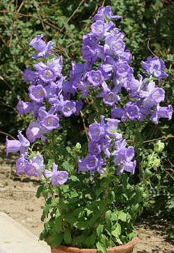 Campanula medium Calycanthema by Tivon Ma