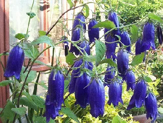 Campanula Sarastro by Wally Grom