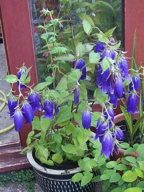 Campanula Sarastro by Wally Grom