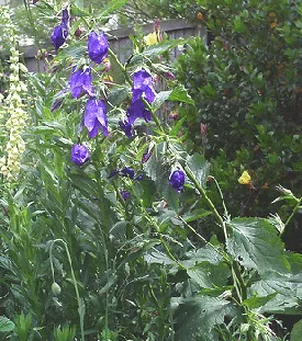 Campanula x Kent Belle