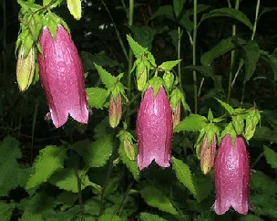 Campanula Cherry Bells by john Brandauer1