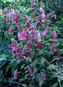 Campanula Cherry Bells by dogtooth